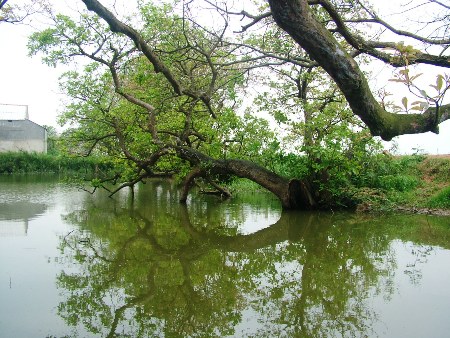 Cho&aacute;ng ngợp khu rừng lộc vừng cổ thụ trị gi&aacute; h&agrave;ng trăm tỷ