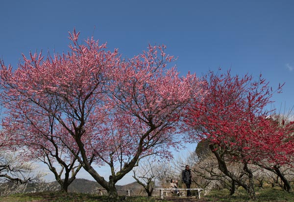 Lạc hồn giữa m&ugrave;a hoa mận ch&iacute;n