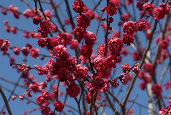 Lạc hồn giữa m&ugrave;a hoa mận ch&iacute;n