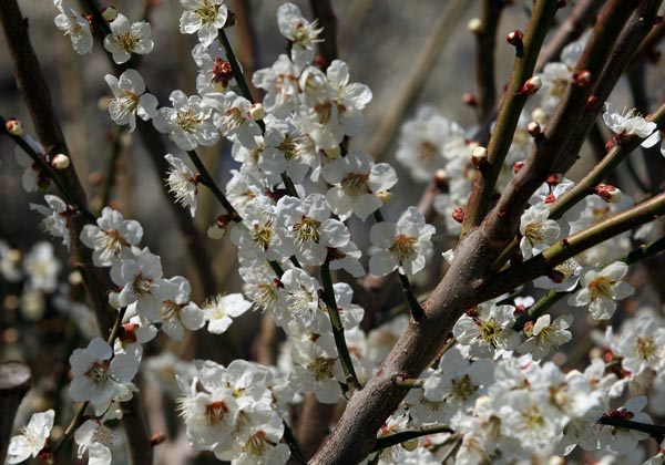 Lạc hồn giữa m&ugrave;a hoa mận ch&iacute;n