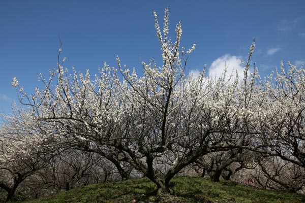 Lạc hồn giữa m&ugrave;a hoa mận ch&iacute;n