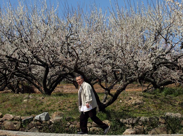 Lạc hồn giữa m&ugrave;a hoa mận ch&iacute;n