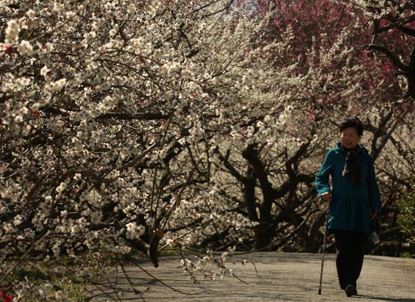 Lạc hồn giữa m&ugrave;a hoa mận ch&iacute;n