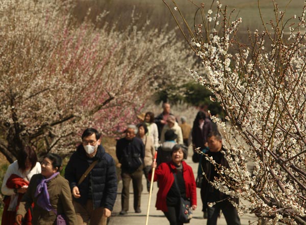 Lạc hồn giữa m&ugrave;a hoa mận ch&iacute;n
