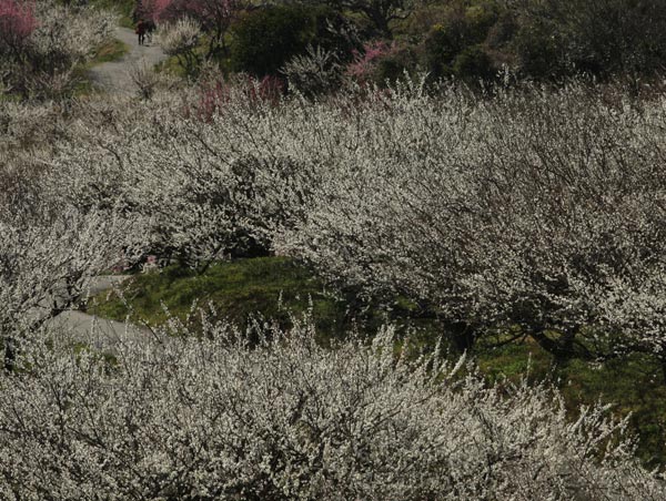 Lạc hồn giữa m&ugrave;a hoa mận ch&iacute;n