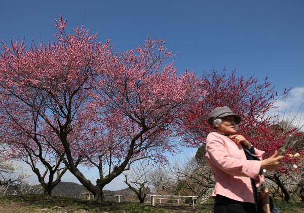 Lạc hồn giữa m&ugrave;a hoa mận ch&iacute;n