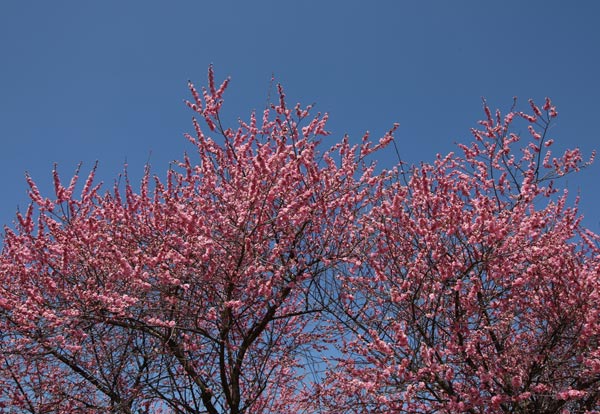 Lạc hồn giữa m&ugrave;a hoa mận ch&iacute;n