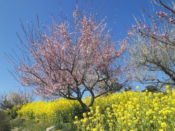 Lạc hồn giữa m&ugrave;a hoa mận ch&iacute;n