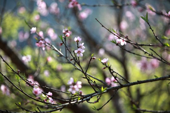 Đi đ&acirc;u du xu&acirc;n dịp Tết &acirc;m lịch?