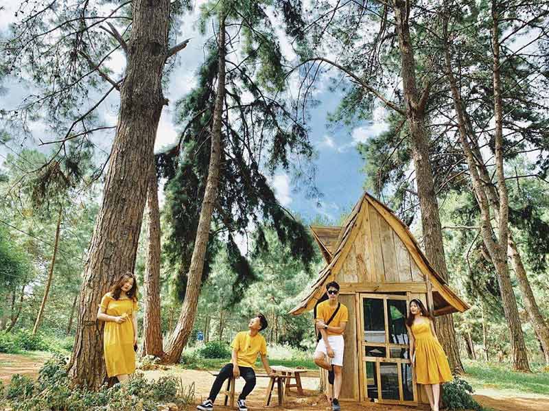 rừng thông ở Việt Nam 