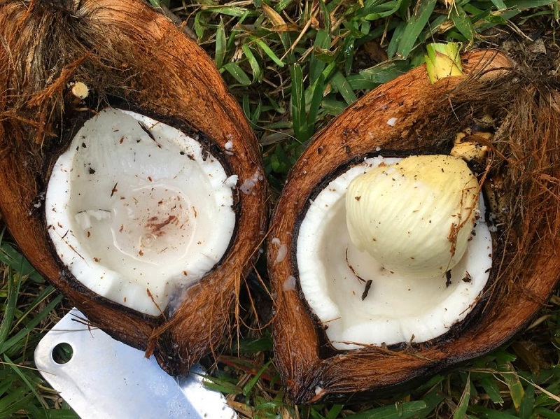 Mộng dừa là thứ đặc sản thậm chí người bản địa cũng ít biết đến