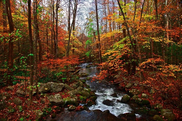 Một khu rừng tuyệt đẹp ở Tiểu bang Tennessee