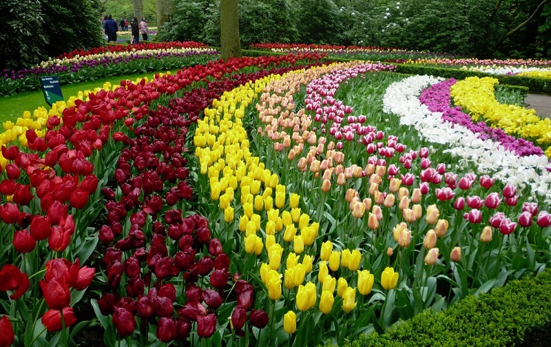 m&ugrave;a xu&acirc;n Nhật Bản