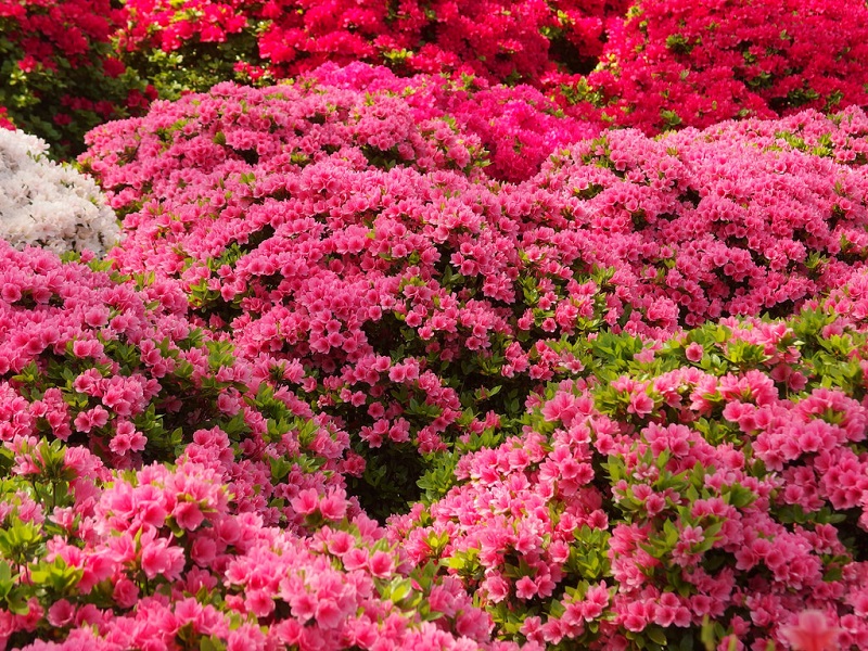 m&ugrave;a xu&acirc;n Nhật Bản