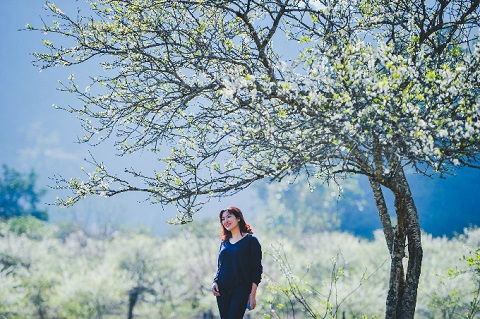 Hoa mơ, hoa mận nở trắng trời mộc ch&acirc;u