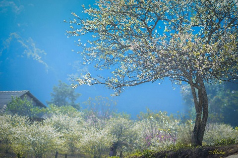 Hoa mơ trắng muốt giữa n&uacute;i rừng mộc ch&acirc;u