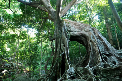 Cây đa ngàn năm tuổi trên đường đến Nhất Lâm Thủy Trang Trà