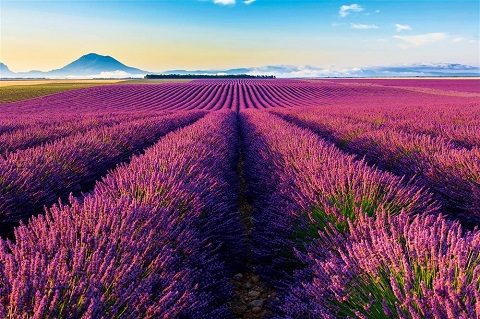 lavender - loài hoa kiêu hãnh của Pháp