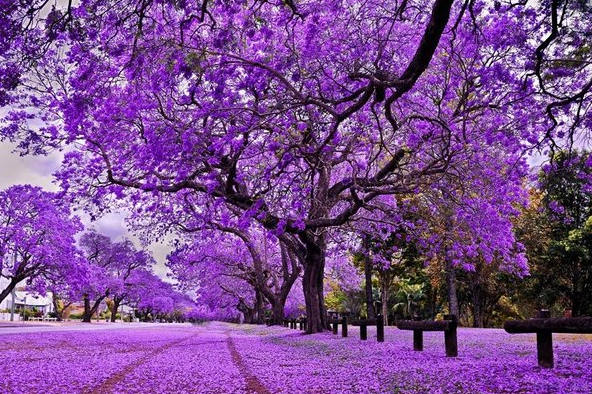 Mùa hoa Phượng tím ở nước Úc