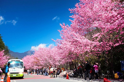 Mùa hoa anh đào Đài Loan