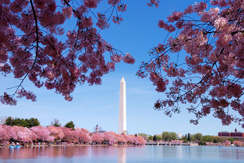 Mùa hoa anh đào ở Washington DC