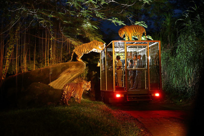 Đêm diệu kì tại Night Safari Singapore