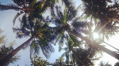 Dừa có mặt mọi nơi ở xã đảo Tam Hải