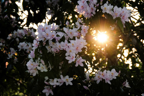 Hoa đỗ quyên trong nắng chiều