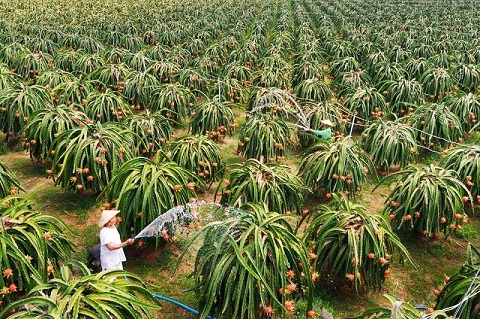Vườn trái cây thanh long ở Phan Thiết - Bình Thuận làm say hoặc du khách