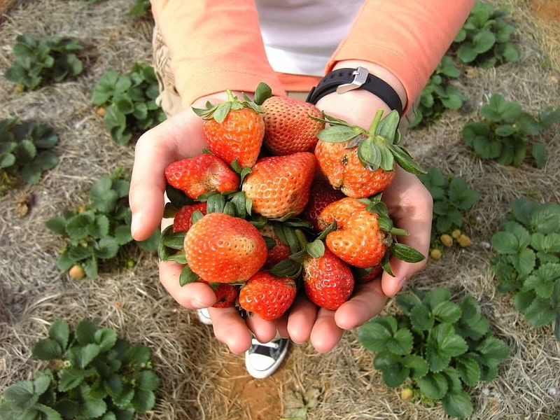 Trải nghiệm hái dâu tây ở Măng Đen