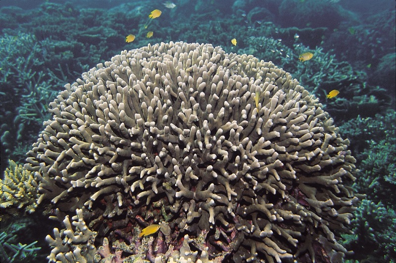 Trải nghiệm lặn biển ngắm san hô tại Great Barrier nước Úc