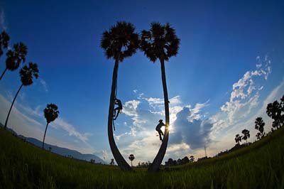 vn