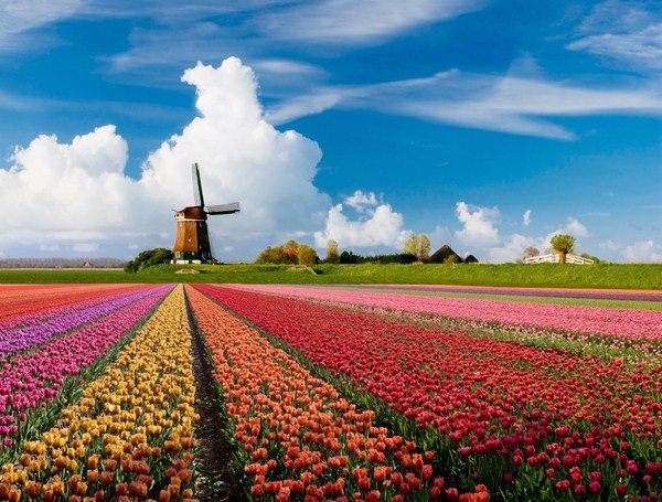 Hà Lan là đất nước của hoa tulip và cối xay gió