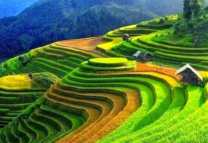 Terraced fields in Ha Giang