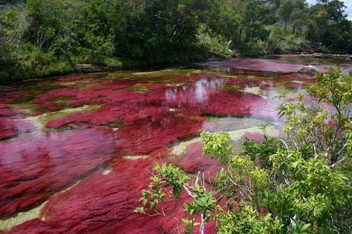 Dòng sông Cano Cristales Dòng sông Cano Cristales
