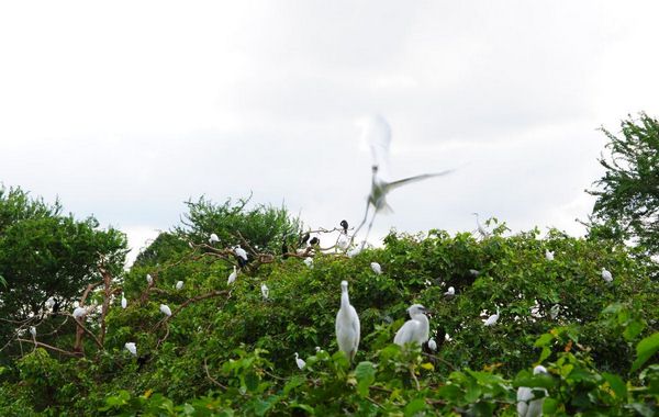 Cò bay trắng trời tại vườn cò tự nhiên Bằng Lăng Kinh nghiệm du lịch Cần Thơ