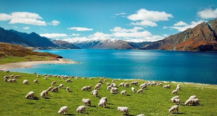 Cách xin visa du lịch New Zealand đơn giản, nhanh chóng hiệu quả nhất