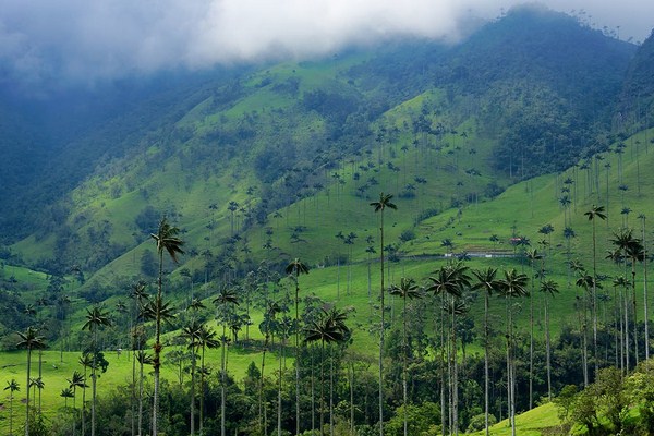 Valle de Cocora