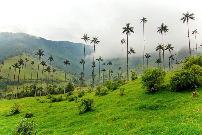 kinh nghiệm đặt vé máy bay giá rẻ đi Colombia