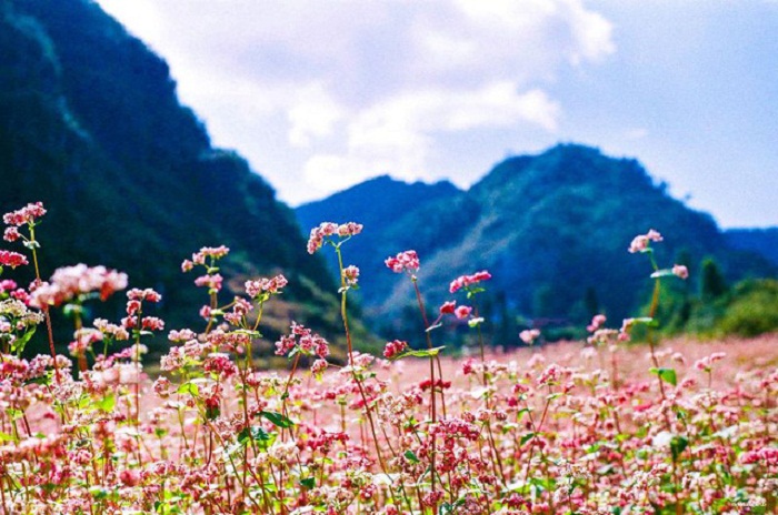 kinh nghiệm du lịch Hà Giang mùa tam giác mạch
