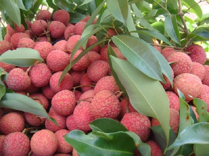 đặc sản Hải Dương