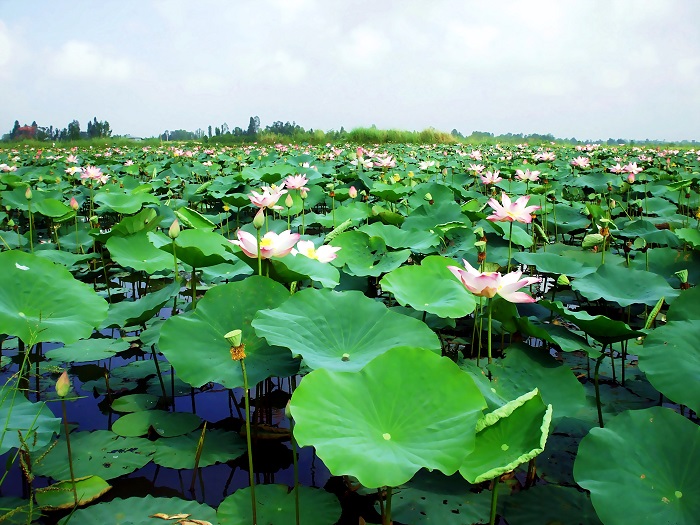 kinh nghiệm du lịch Đồng Tháp