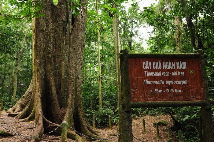 A thousand-year-old arcade tree in Cuc Phuong National Park