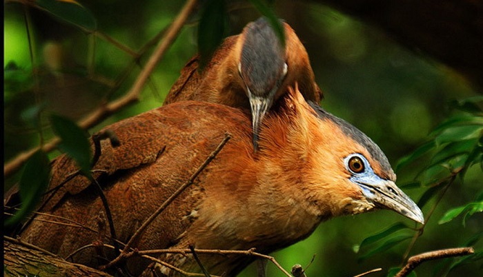 See colorful birds