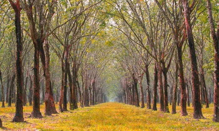 Rừng cao su Bù Đăng