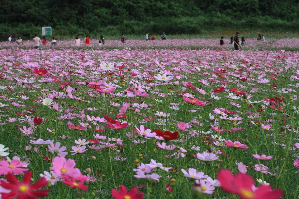 Thung lũng hoa Bắc Sơn