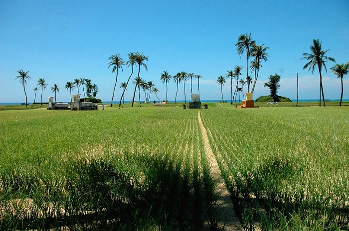 Những cánh đồng tỏi rộng bao la trên đảo Lý Sơn