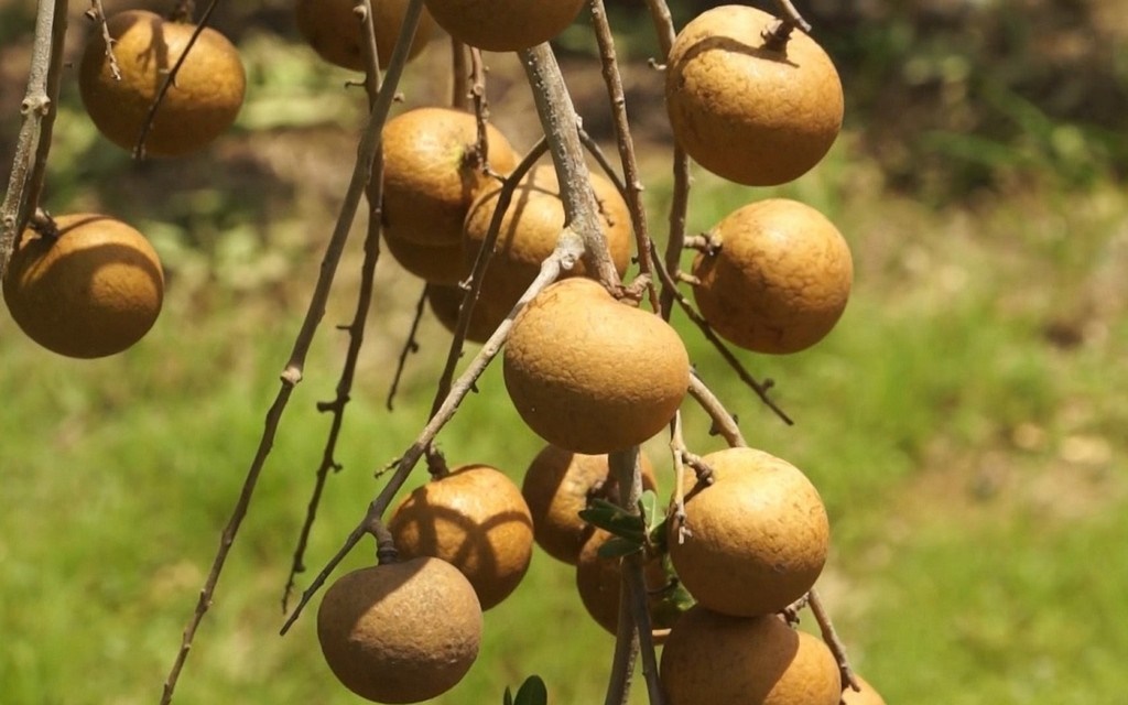 Những trái nhãn da bò căng tròn mọng nước