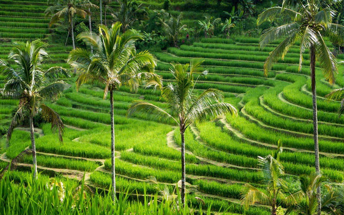 Ruộng bậc thang Jatiluwih
