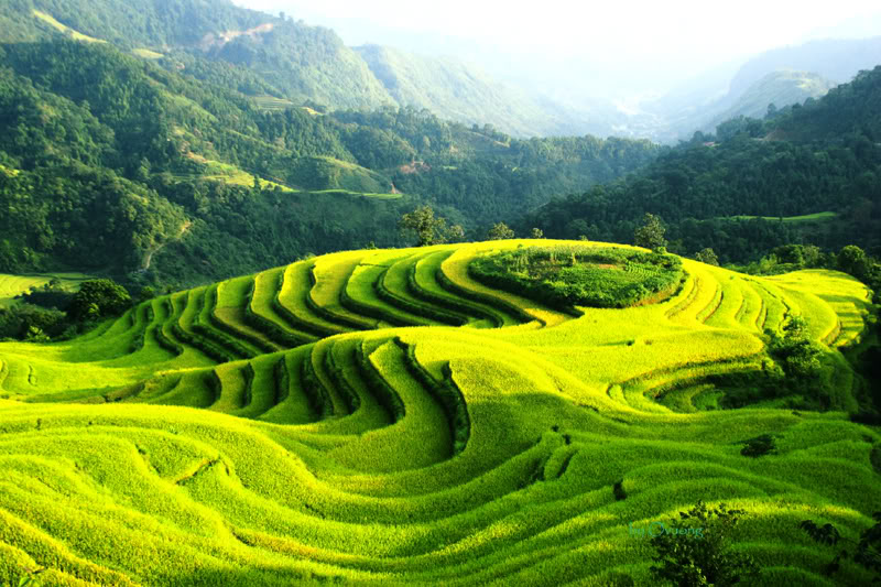 kinh nghiệm du lịch Hoàng Su Phì